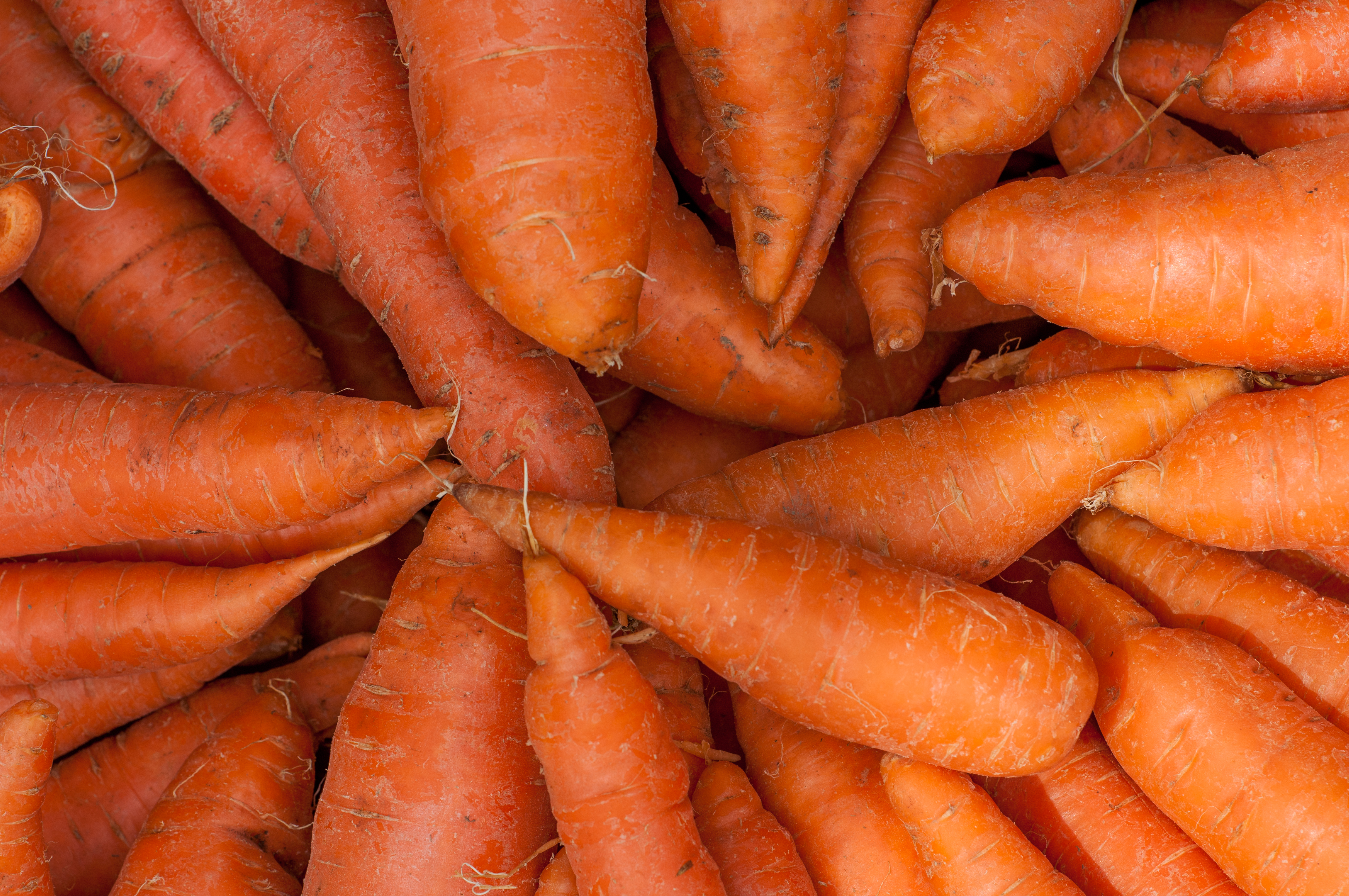 Carrot Food Storage Recipes
